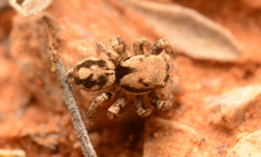 Habronattus clypeatus