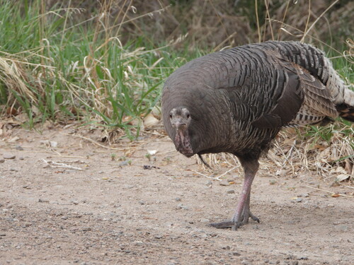 Wild Turkey photographed in Colorado
