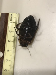 Dytiscus verticalis