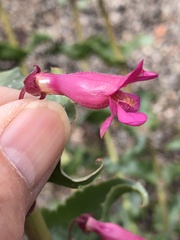 Penstemon bicolor roseus
