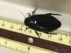 Dytiscus verticalis