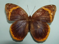 Opoptera staudingeri