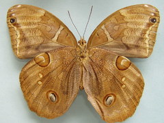 Opoptera staudingeri