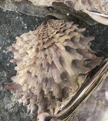 Pinctada mazatlanica