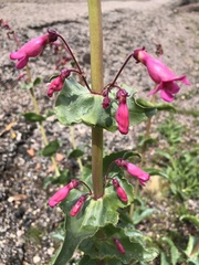 Penstemon bicolor roseus