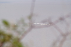 Pelecanus erythrorhynchos