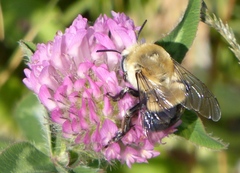 Anthophora montana