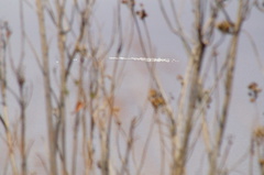 Pelecanus erythrorhynchos