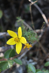 Bidens sharpii