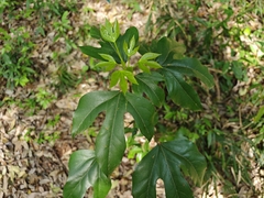 Dendropanax trifidus, photograph (c) WATANABE Hitoshi 渡辺仁, some rights reserved (CC BY)