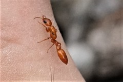 Pseudomyrmex apache