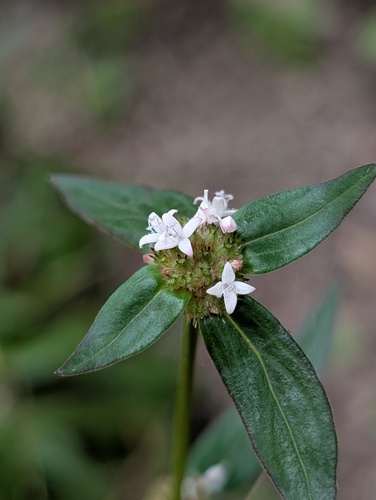 Spermacoce remota observed 2026-04-19