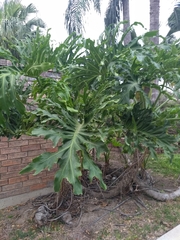 Thaumatophyllum bipinnatifidum