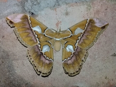 Rothschildia hesperus