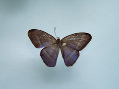 Amiga arnaca sericeella