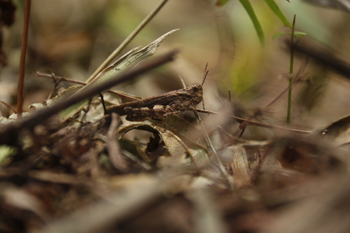 Carinate Locust