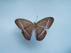 Amiga arnaca sericeella