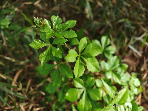 Eleutherococcus spinosus iNat (2)