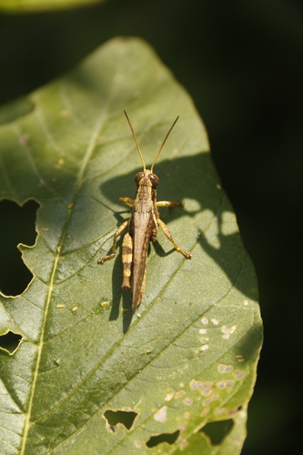 Rufous-legged Grasshopper