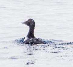 Somateria mollissima