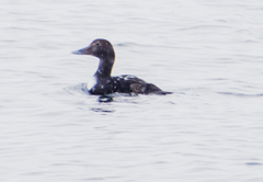 Somateria mollissima