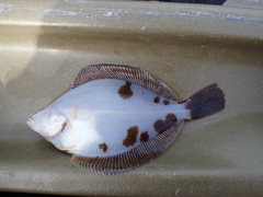 Limanda limanda