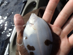 Limanda limanda