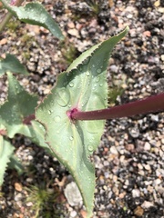 Penstemon bicolor roseus