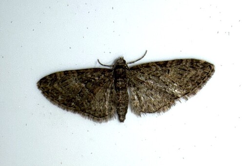 Brindled Pug, 3925 Scherpenzeel, Nederland, photo 7 of 10