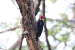Dryocopus lineatus