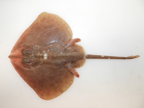 Smooth Skate