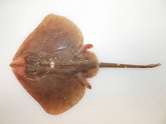 Smooth Skate photo 2