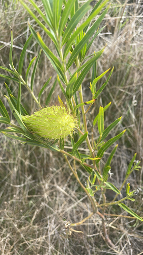 Narrow-leaf Cotton Bush