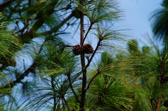 Pinus pseudostrobus