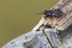 Taphropeltus contractus