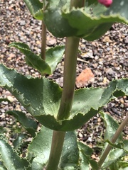 Penstemon bicolor roseus