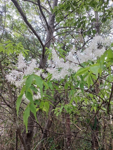 Fraxinus lanuginosa f. lanuginosa iNat (3)