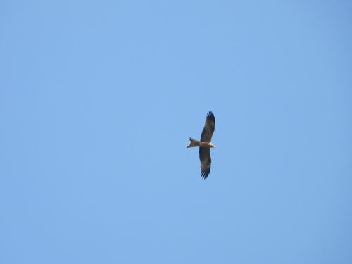 Milvus migrans