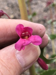 Penstemon bicolor roseus