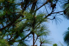 Pinus pseudostrobus
