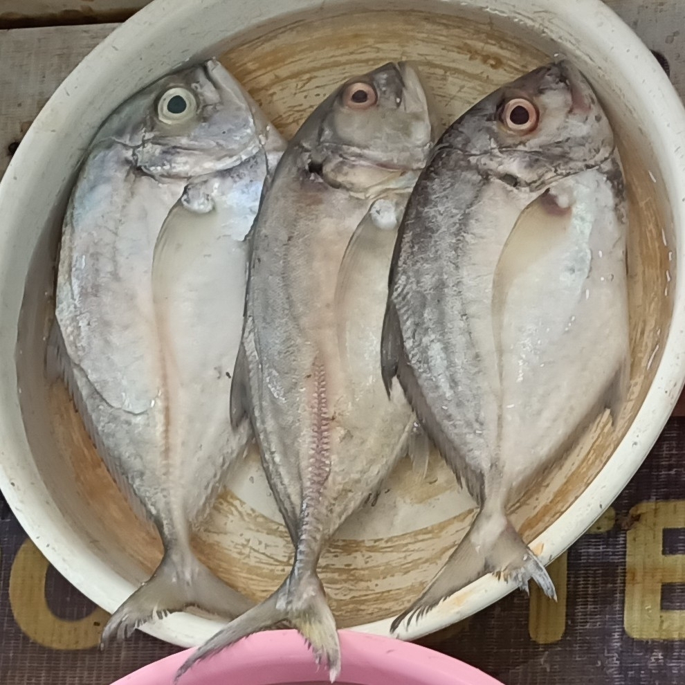 cleftbelly trevally (Atropus atropos)