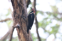 Dryocopus lineatus