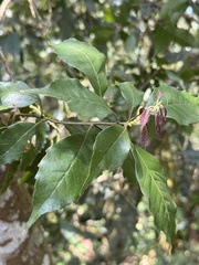 (c) chrisdt, some rights reserved (CC BY) Lithocarpus konishii, photograph (c) chrisdt, some rights reserved (CC BY)