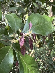 (c) chrisdt, some rights reserved (CC BY) Lithocarpus konishii, photograph (c) chrisdt, some rights reserved (CC BY)