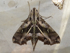 Hemeroplanes triptolemus