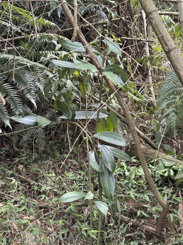 Cinnamomum subavenium, photograph 5