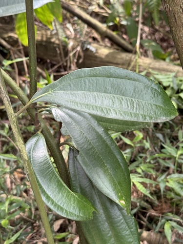 Cinnamomum subavenium, photograph 6