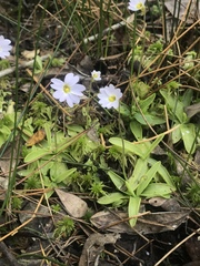Pinguicula primuliflora