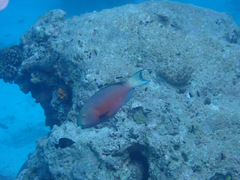 Chlorurus strongylocephalus