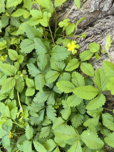 mock strawberry